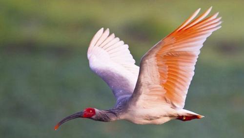 濒危动物有哪些？