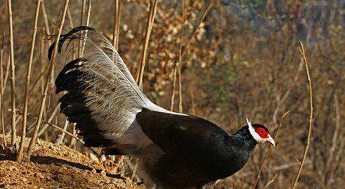 濒危动物有哪些？