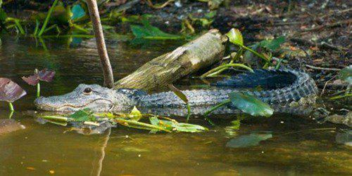 濒危动物有哪些？