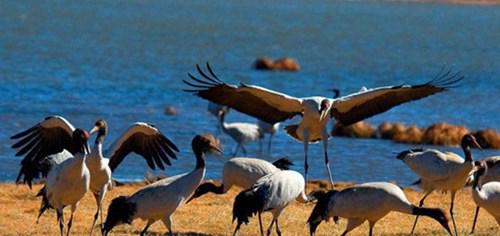 濒危动物有哪些？