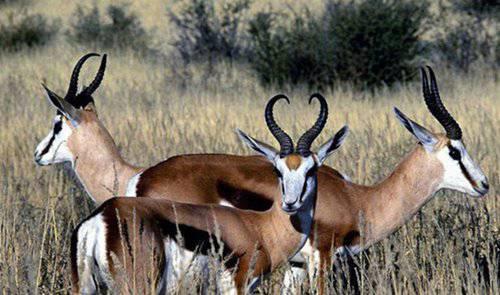 濒危动物有哪些？