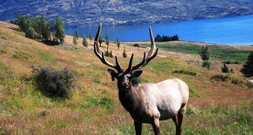 濒危动物有哪些？