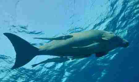 儒艮为什么叫美人鱼