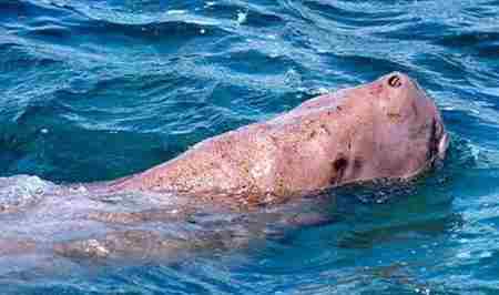 儒艮为什么叫美人鱼