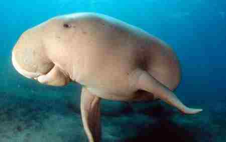 儒艮为什么叫美人鱼