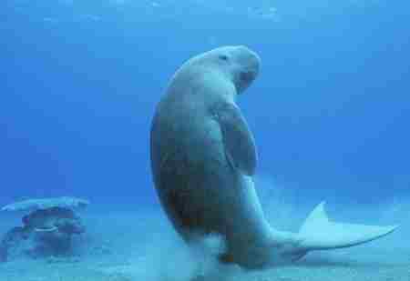 儒艮为什么叫美人鱼