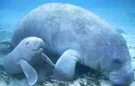 儒艮为什么叫美人鱼