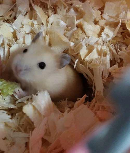 布丁仓鼠的来历跟基因