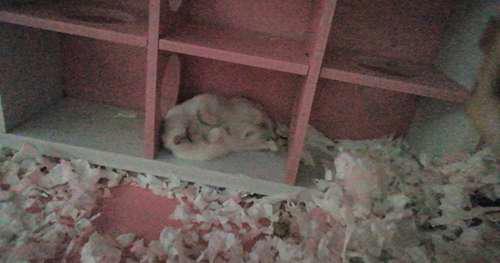 布丁仓鼠的来历跟基因