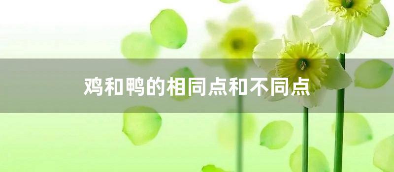 鸡和鸭的相同点和不同点 (鸡和鸭的相同点和不同点)