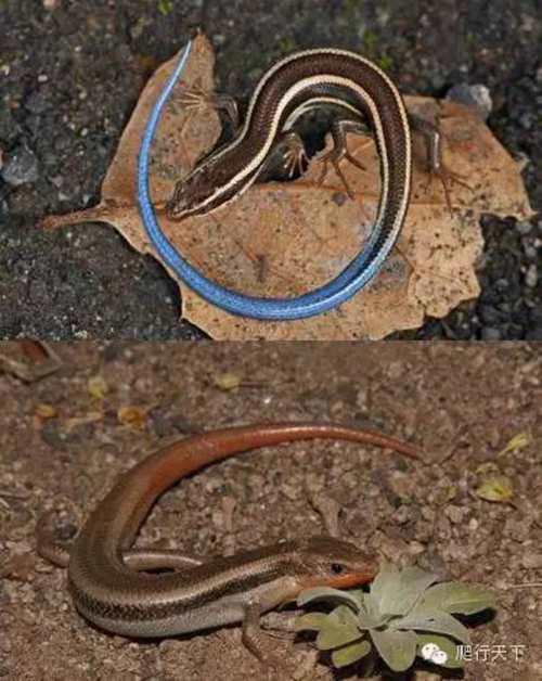 就因为尾巴是蓝的 这种小蜥蜴在国内竟然都被叫做 蓝尾石龙子 艾路雷朵