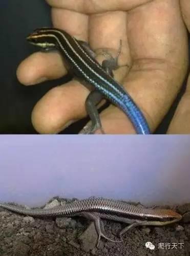 就因为尾巴是蓝的 这种小蜥蜴在国内竟然都被叫做 蓝尾石龙子 艾路雷朵