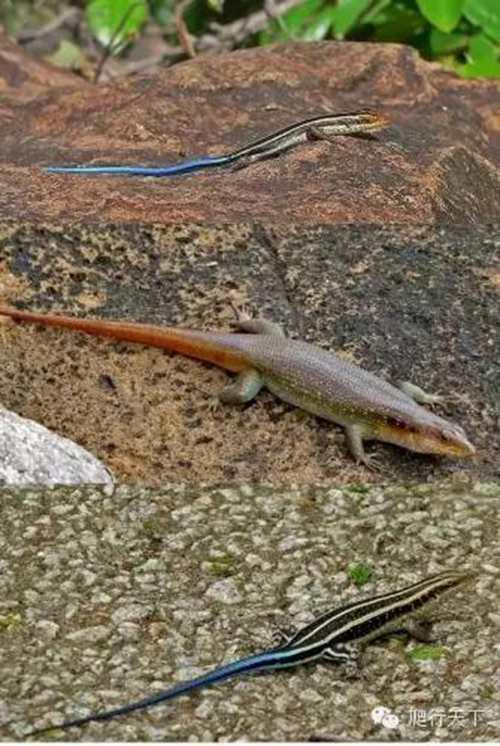 就因为尾巴是蓝的 这种小蜥蜴在国内竟然都被叫做 蓝尾石龙子 艾路雷朵