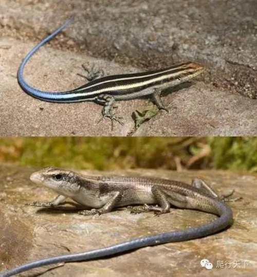 就因为尾巴是蓝的 这种小蜥蜴在国内竟然都被叫做 蓝尾石龙子 艾路雷朵