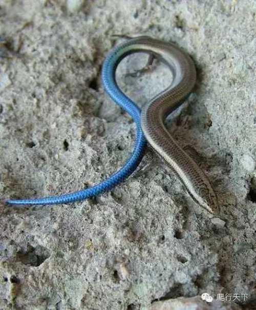 就因为尾巴是蓝的 这种小蜥蜴在国内竟然都被叫做 蓝尾石龙子 艾路雷朵