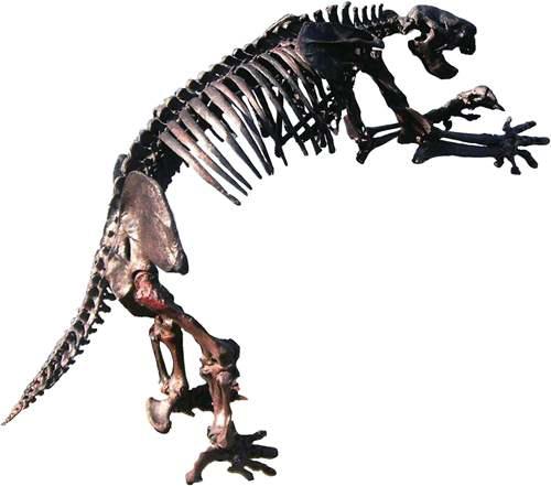 巨爪地懒 杰斐逊地懒