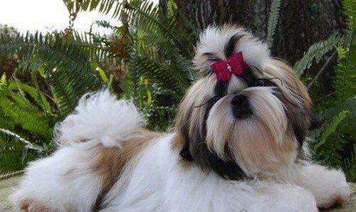 女生最爱的狗狗排行榜TOP10