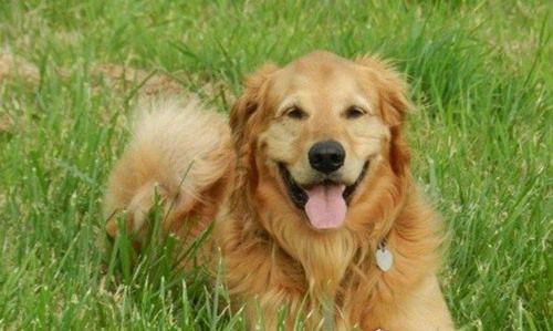 女生最爱的狗狗排行榜TOP10