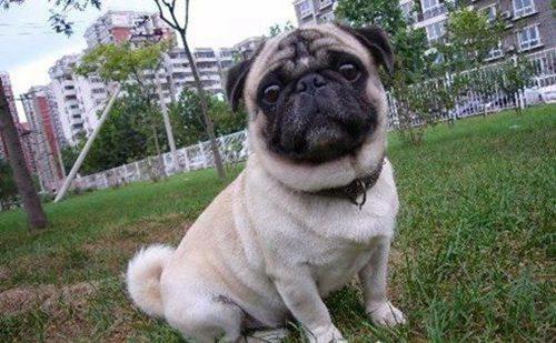 女生最爱的狗狗排行榜TOP10