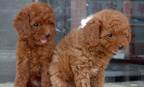 女生最爱的狗狗排行榜TOP10