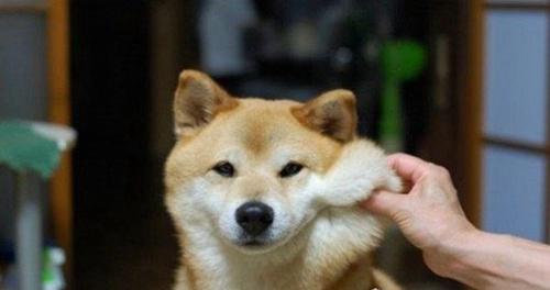 女生最爱的狗狗排行榜TOP10