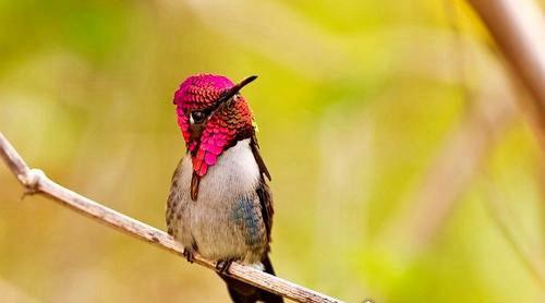 世界上最小的鸟是什么鸟