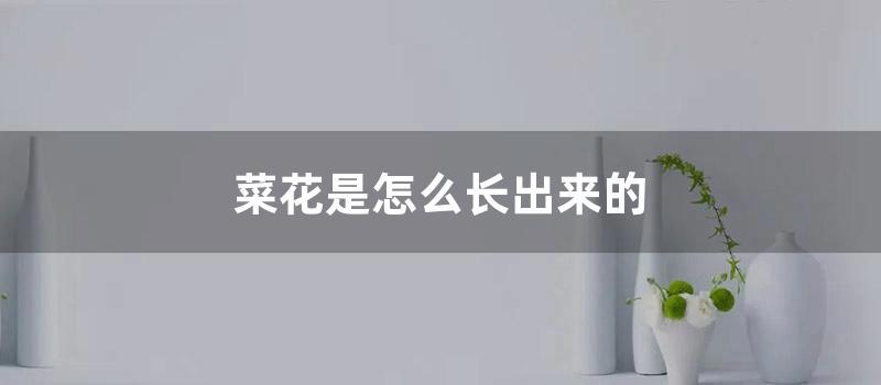菜花是怎么长出来的 (长菜花怎么治疗)