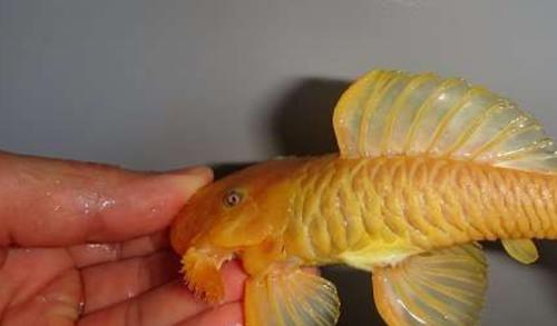 世界身价最贵的异型鱼