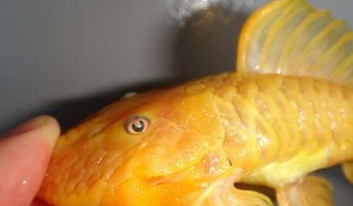 世界身价最贵的异型鱼