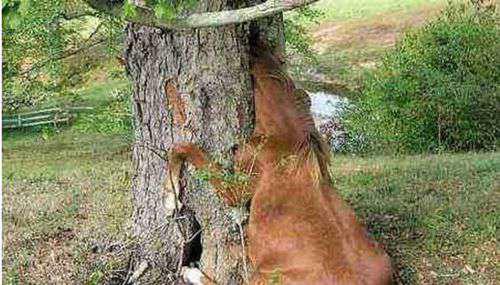 最恐怖的吃人植物吸血树