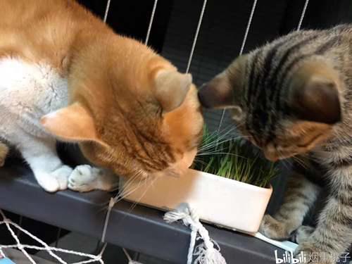 精酿啤酒原料之麦芽篇