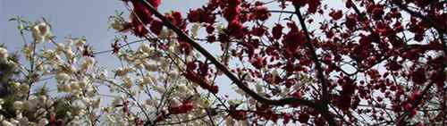 涉及梨花的诗句有哪些？