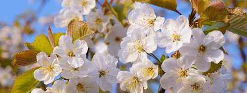 涉及梨花的诗句有哪些？