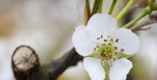 涉及梨花的诗句有哪些？