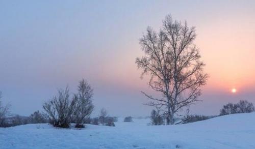 图说世界上生命力最顽强的植物