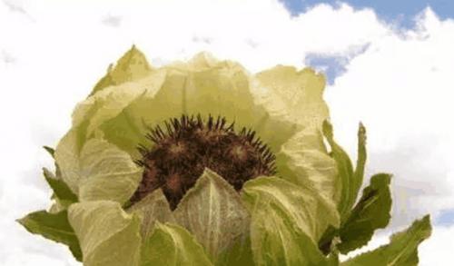 图说世界上生命力最顽强的植物