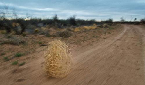 图说世界上生命力最顽强的植物