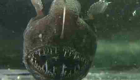 深海中十大最恐怖的生物