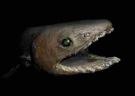 深海中十大最恐怖的生物