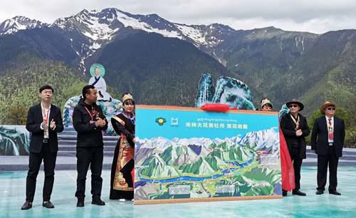 比大熊猫更濒危的大花黄牡丹 该如何保护