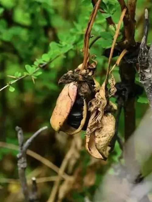 比大熊猫更濒危的大花黄牡丹 该如何保护