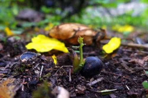 比大熊猫更濒危的大花黄牡丹 该如何保护