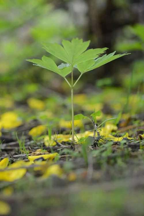 比大熊猫更濒危的大花黄牡丹 该如何保护