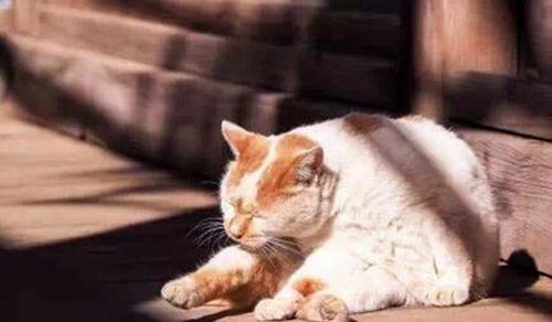 隔着玻璃晒太阳有用吗