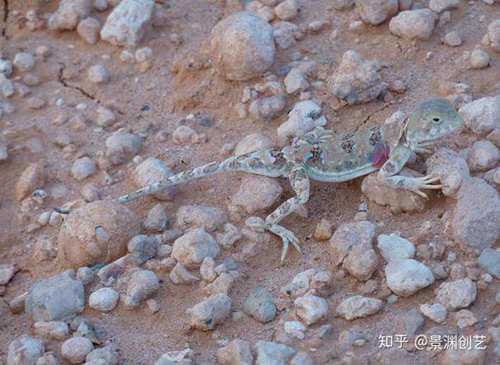 爬宠的人都不认识 常见或好养的蜥蜴汇总