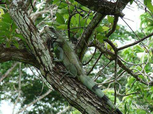 爬宠的人都不认识 常见或好养的蜥蜴汇总