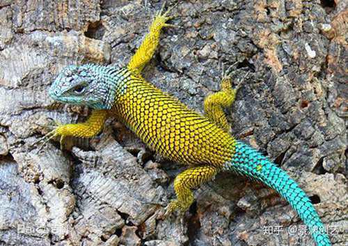 爬宠的人都不认识 常见或好养的蜥蜴汇总
