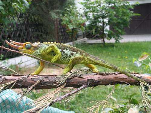 爬宠的人都不认识 常见或好养的蜥蜴汇总