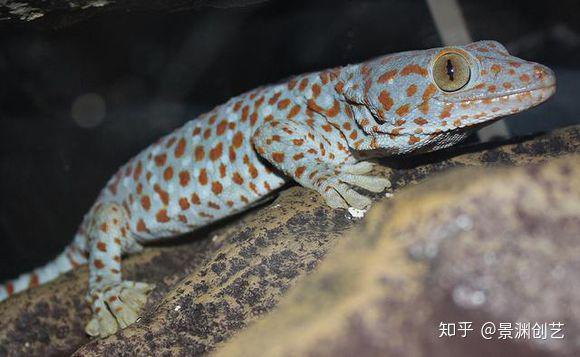 爬宠的人都不认识 常见或好养的蜥蜴汇总