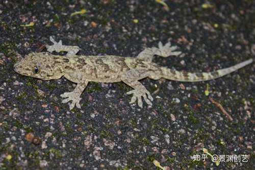 爬宠的人都不认识 常见或好养的蜥蜴汇总